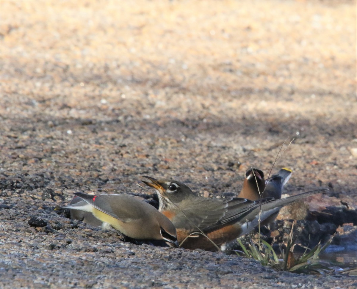 American Robin - ML398409431