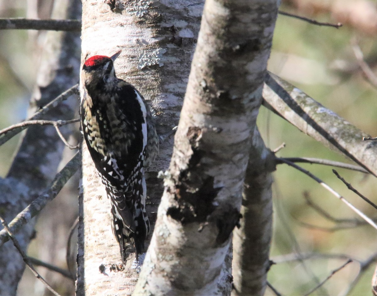 Yellow-bellied Sapsucker - ML398409671