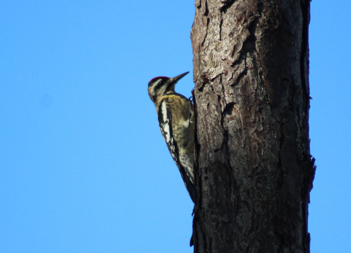 Yellow-bellied Sapsucker - ML398411291