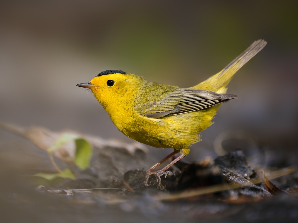 Wilson's Warbler - eBird