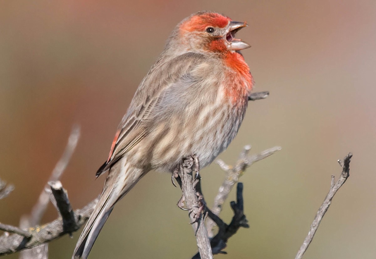 House Finch - ML398412271