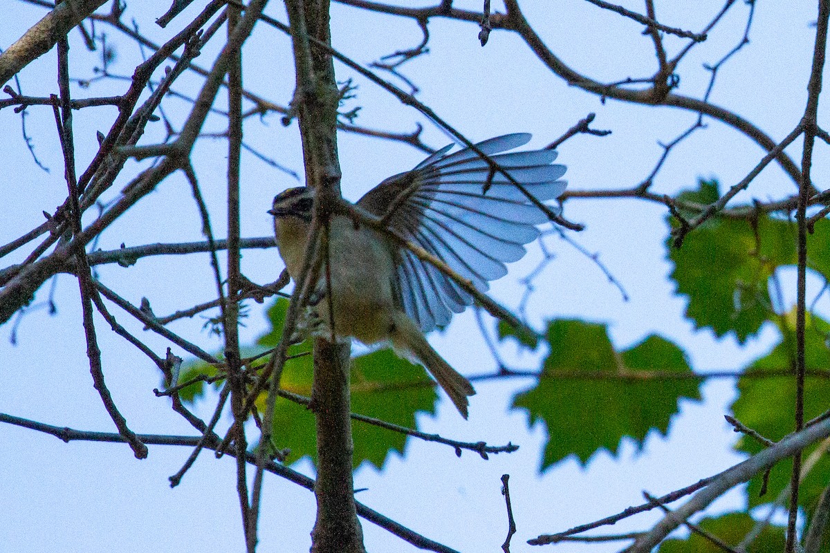 Golden-crowned Kinglet - ML398412481