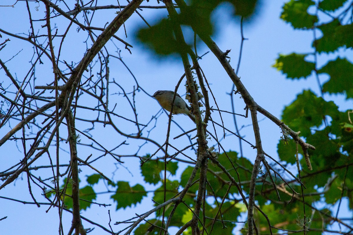 Golden-crowned Kinglet - ML398412491