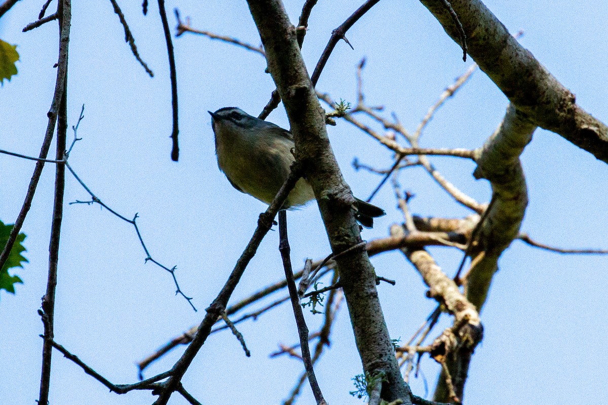 Golden-crowned Kinglet - ML398412511