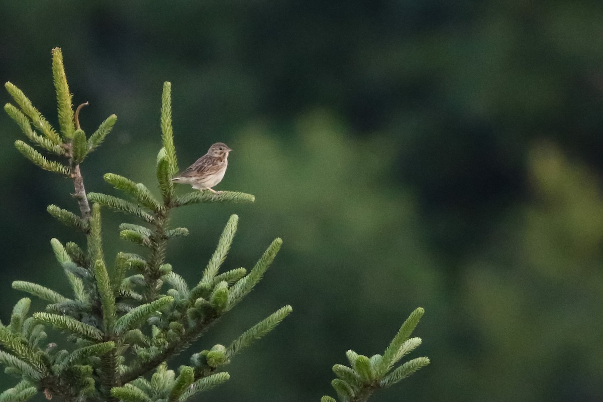 Vesper Sparrow - ML398412691