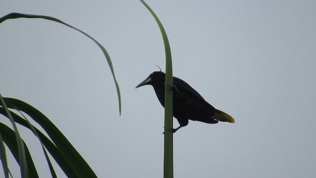 Chestnut-headed Oropendola - ML398412911