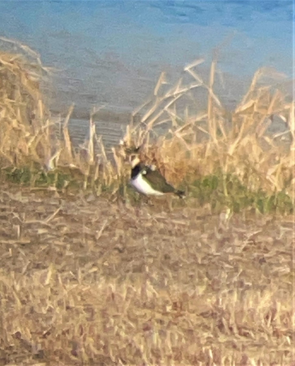 Northern Lapwing - ML398412961