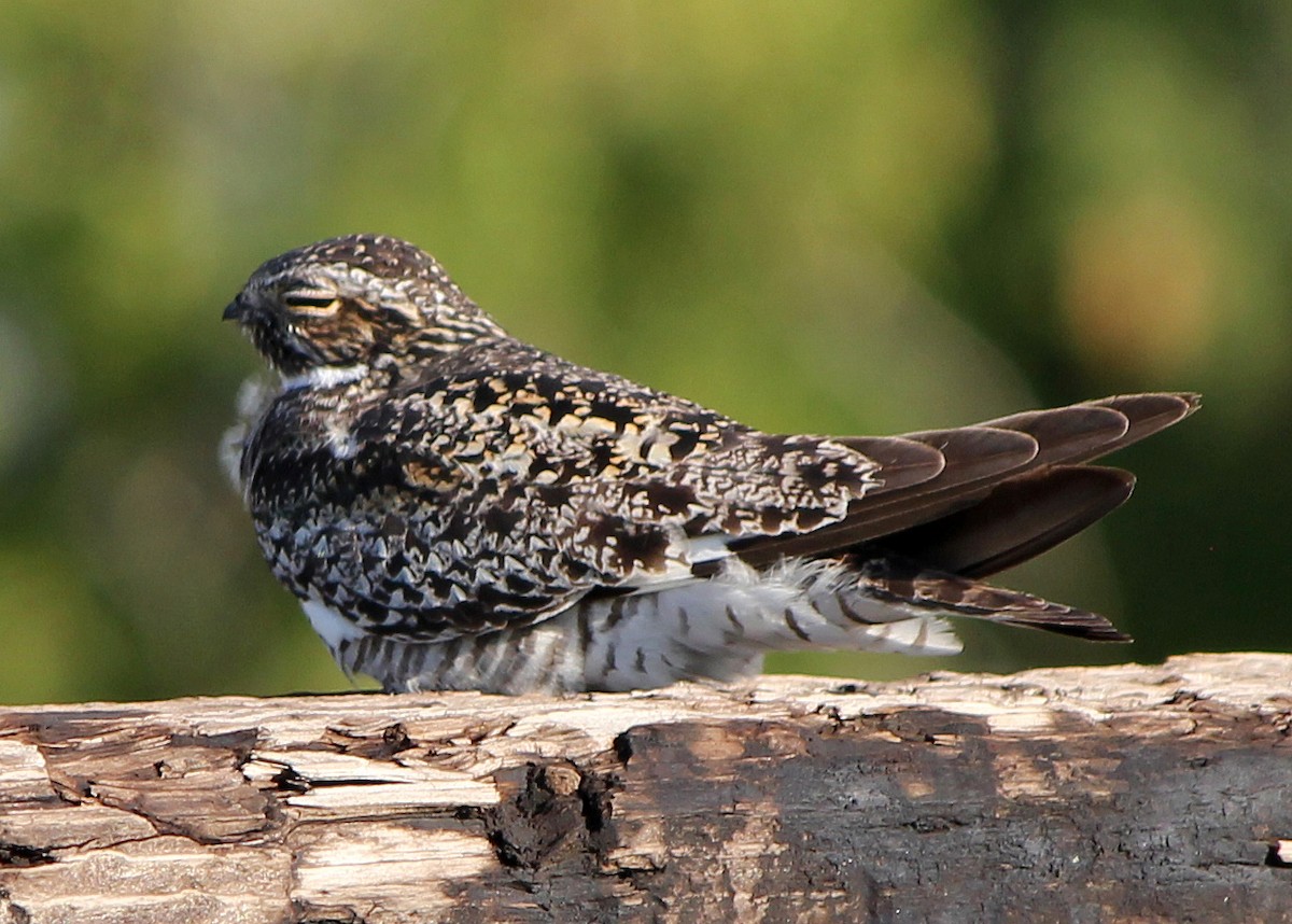 Common Nighthawk - ML39841351