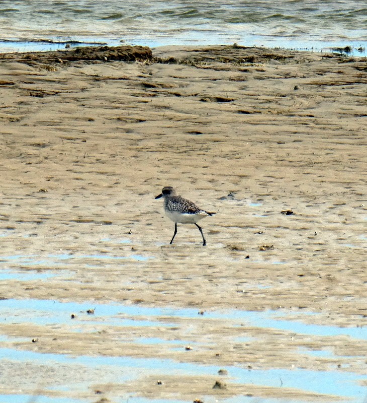 Black-bellied Plover - James Hargrove