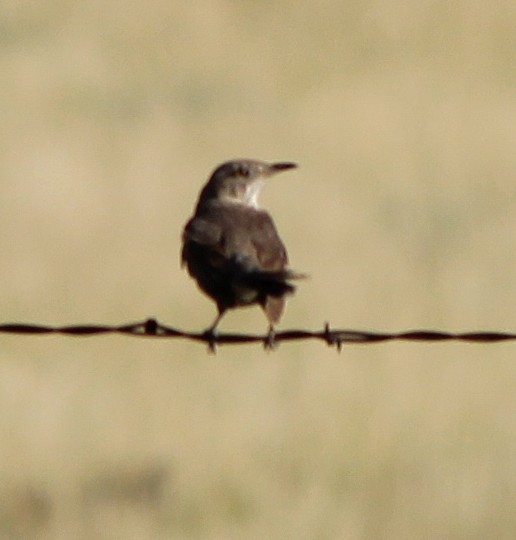 Sage Thrasher - ML39841561