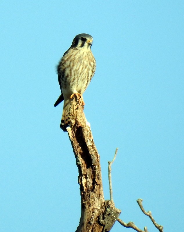 American Kestrel - ML398417461