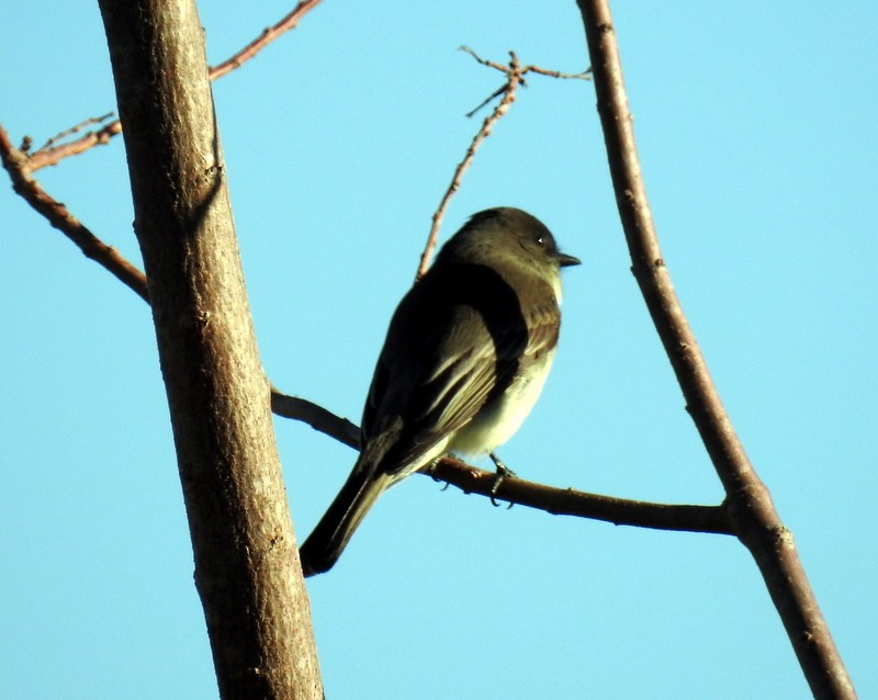 Eastern Phoebe - ML398417581