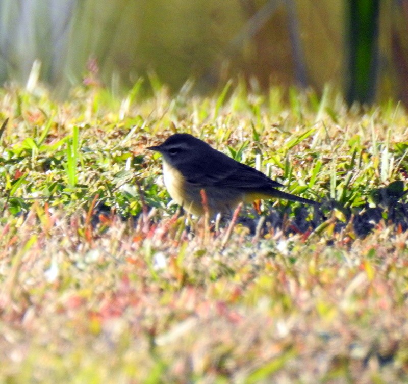 Palm Warbler - ML398417621