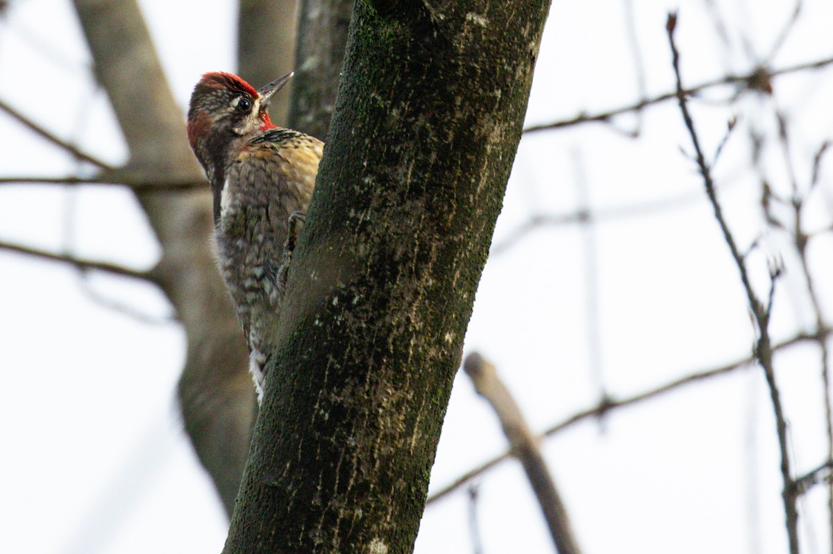 Red-naped Sapsucker - ML398418471