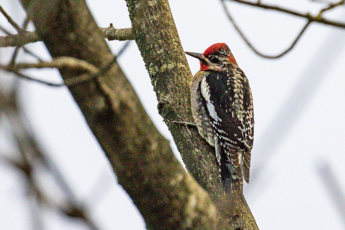 Red-naped Sapsucker - ML398418491