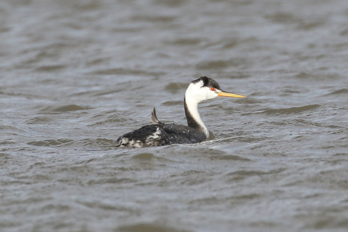 Clark's Grebe - ML398419011