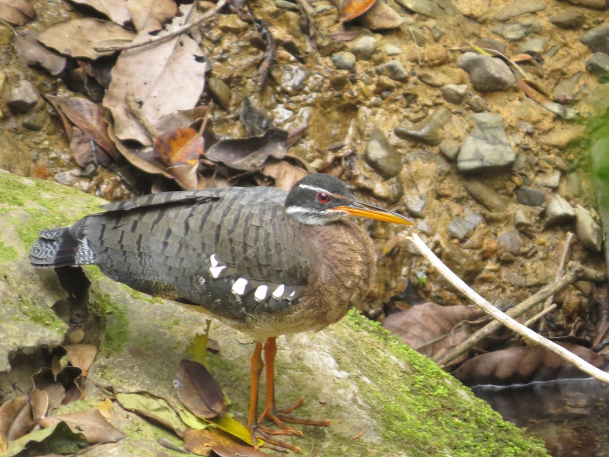 Sunbittern - ML398420581