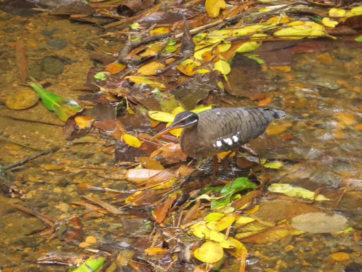 Sunbittern - ML398420741