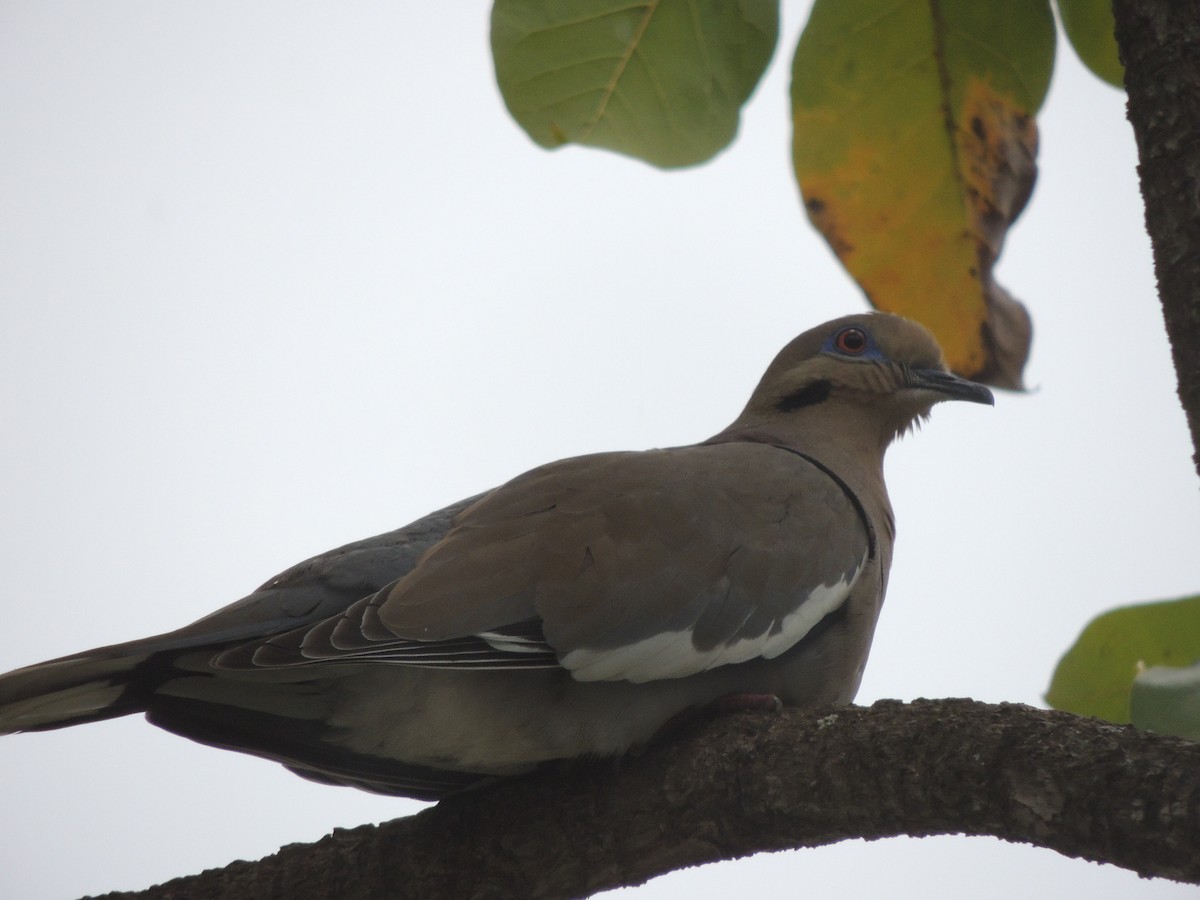 White-winged Dove - ML398420921