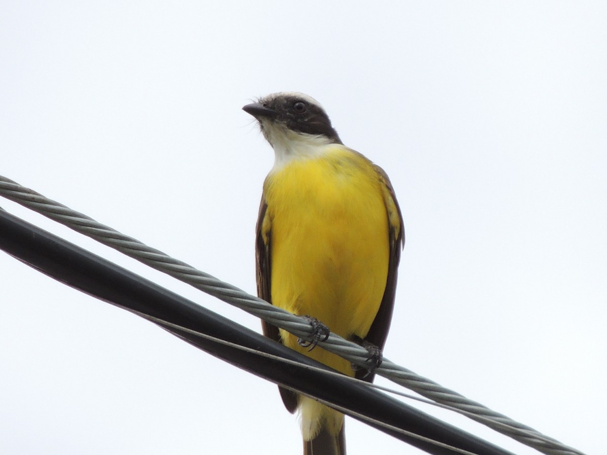 Social Flycatcher - ML398421111