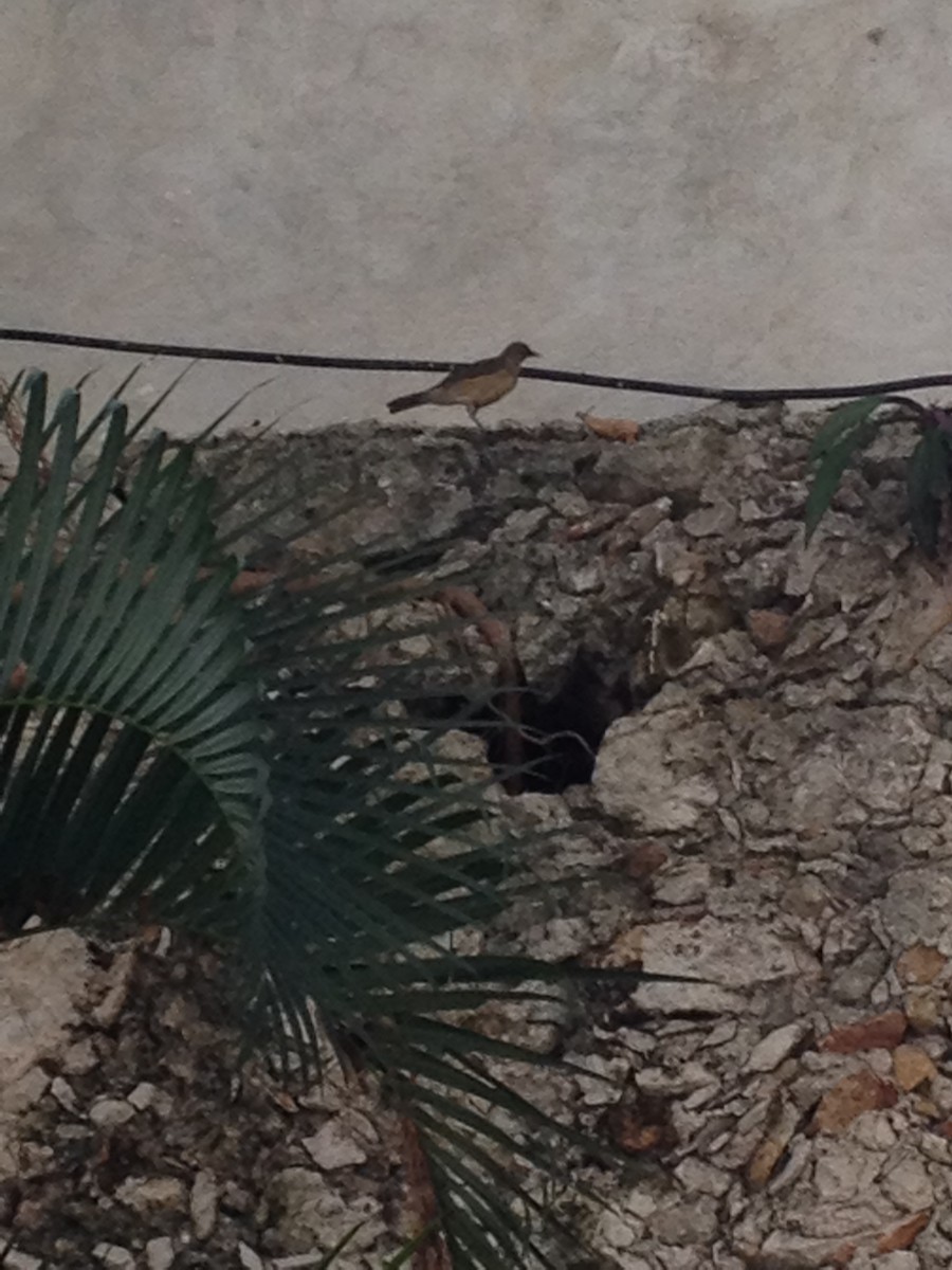Clay-colored Thrush - ML398421411