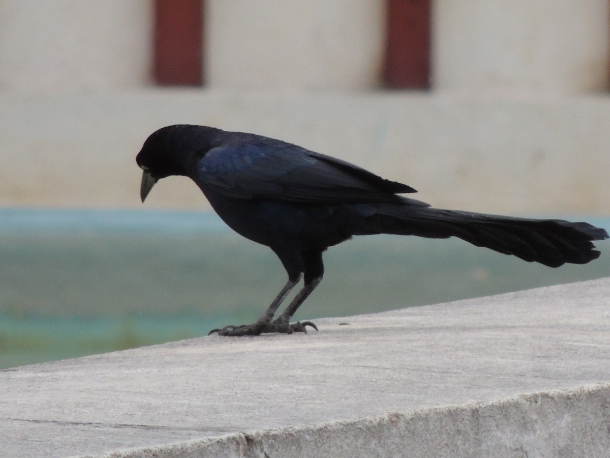 Great-tailed Grackle - ML398421581