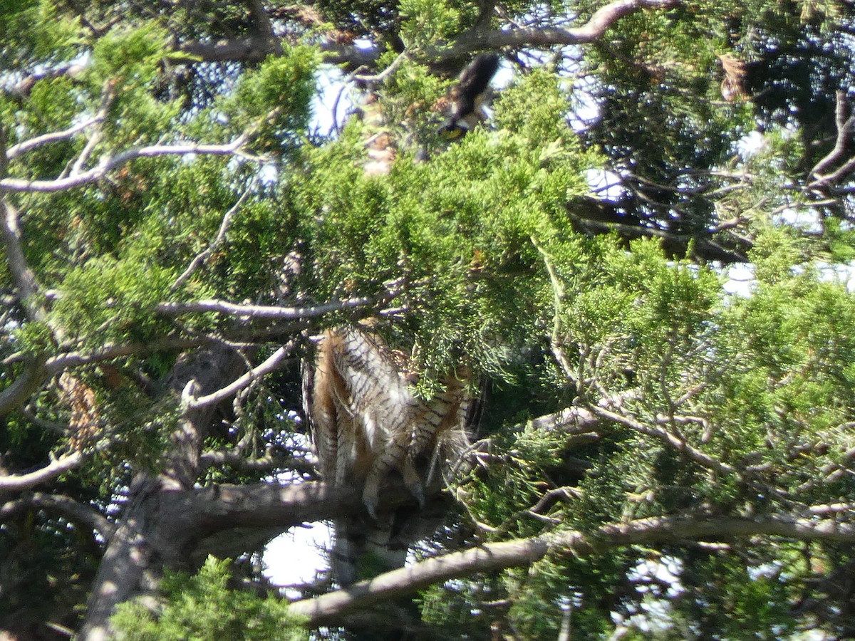 Great Horned Owl - ML398422221