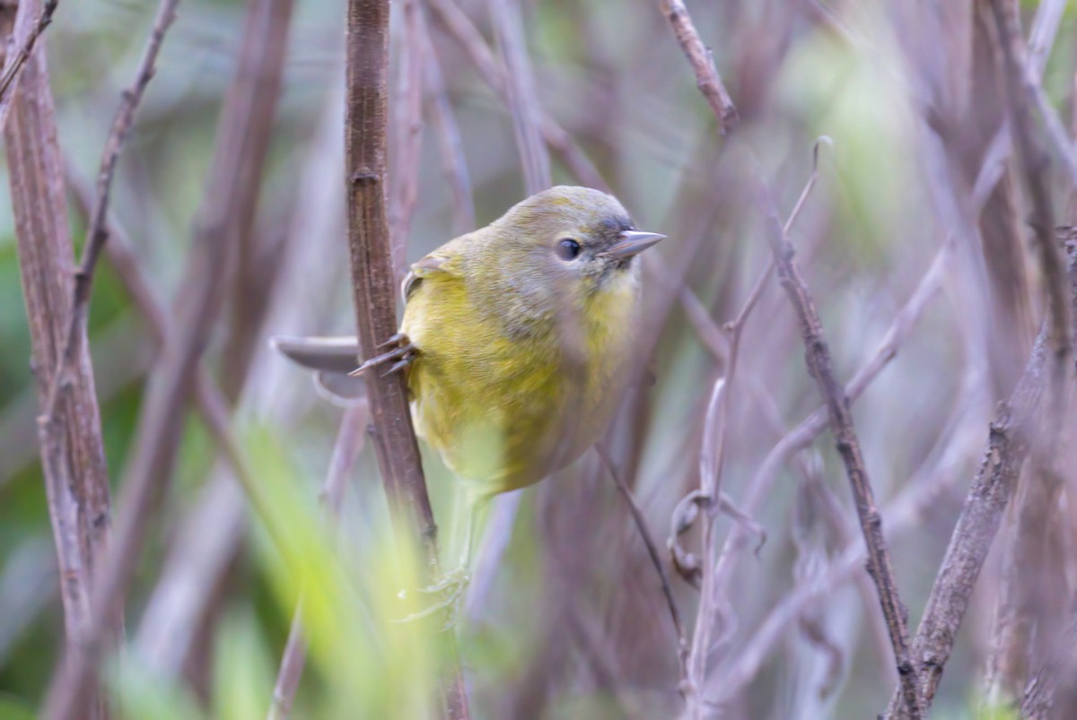 Orange-crowned Warbler - ML398422461