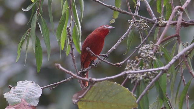 Hepatic Tanager - ML398422541
