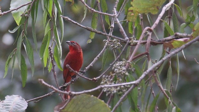 Hepatic Tanager - ML398422561