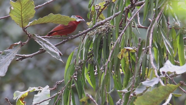 Hepatic Tanager - ML398422591