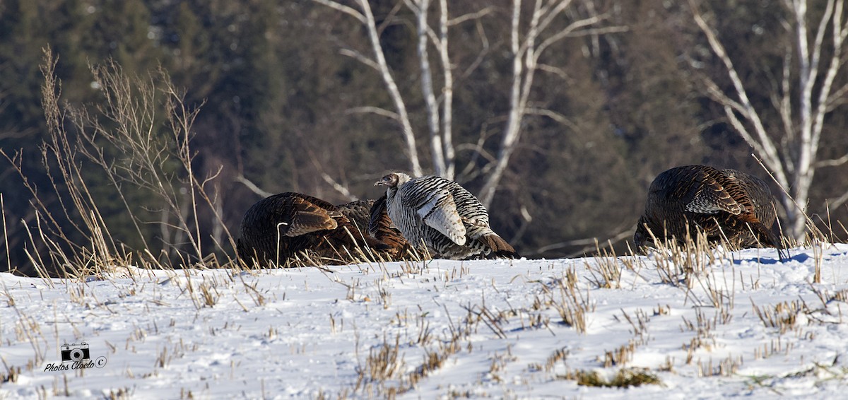 Wild Turkey - ML398423831