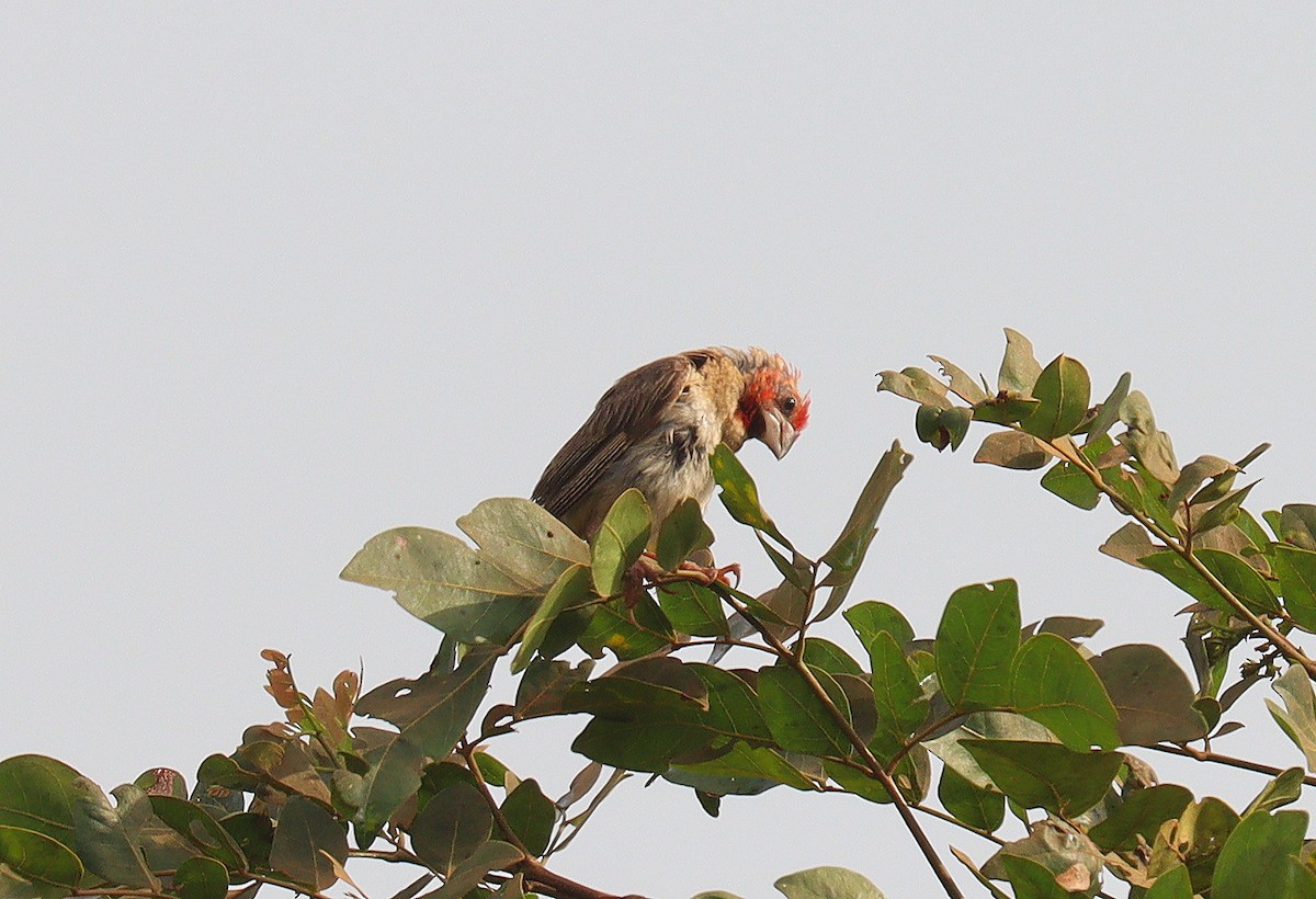 Red-headed Quelea - Wayne Paes