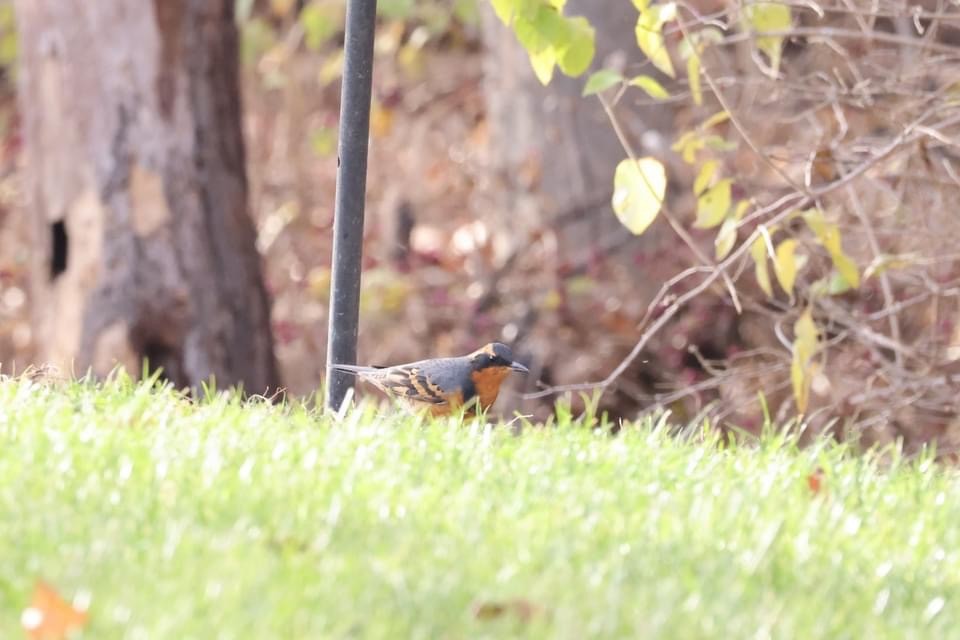 Varied Thrush - ML398426711