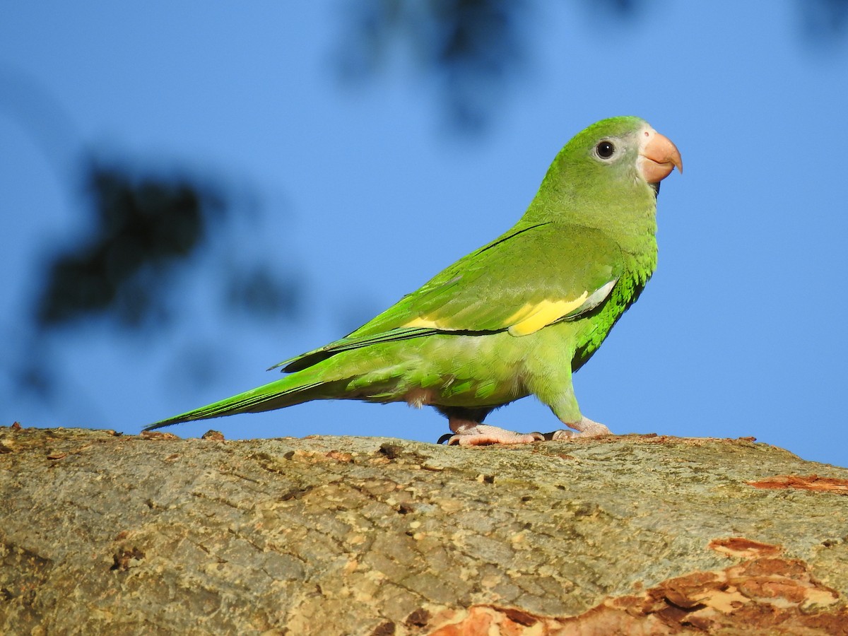 White-winged Parakeet - Coral Avilés Santiago