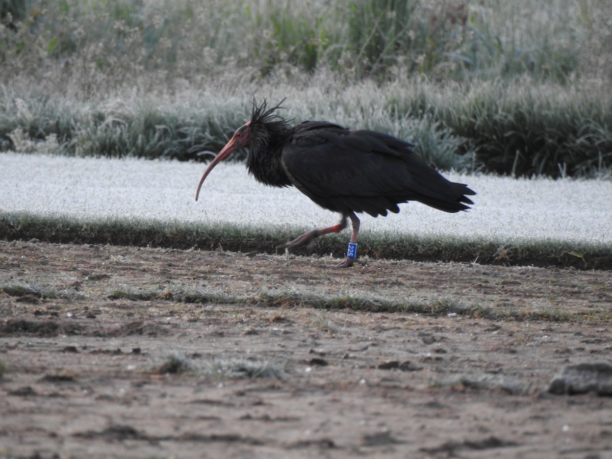 Northern Bald Ibis - ML398430671