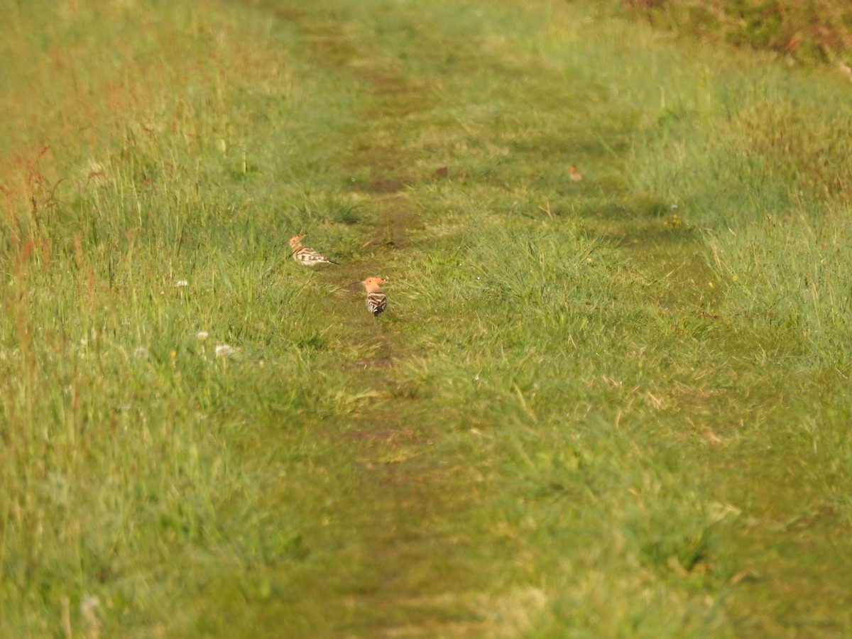 Eurasian Hoopoe - ML398431271