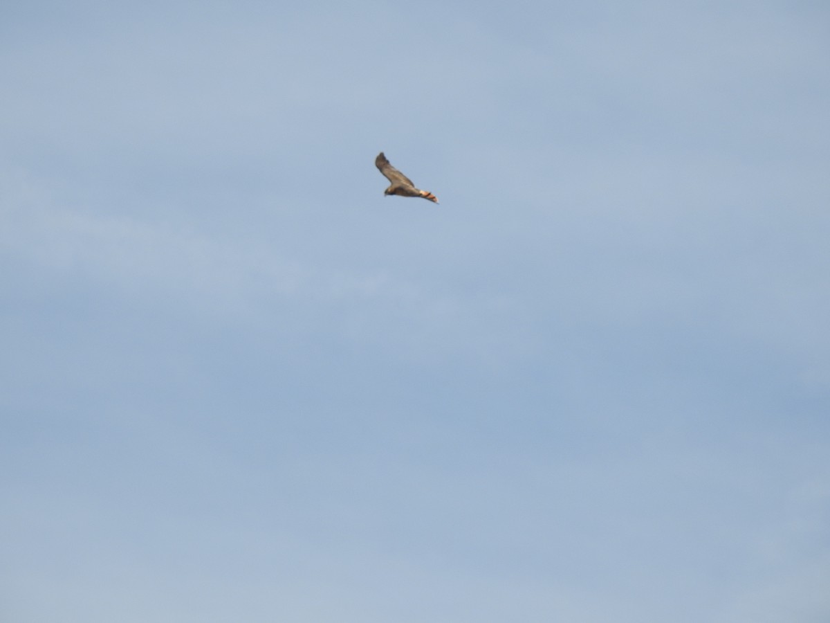 Red-tailed Hawk - ML398433661