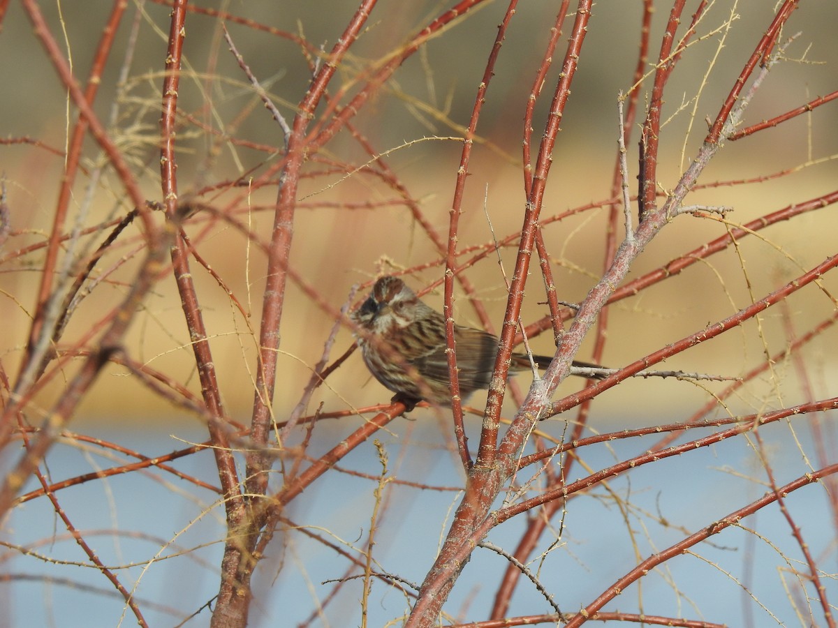 Song Sparrow - ML398433861