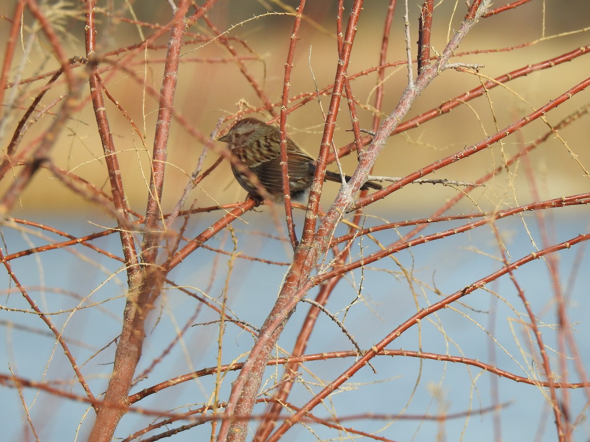 Song Sparrow - ML398433891