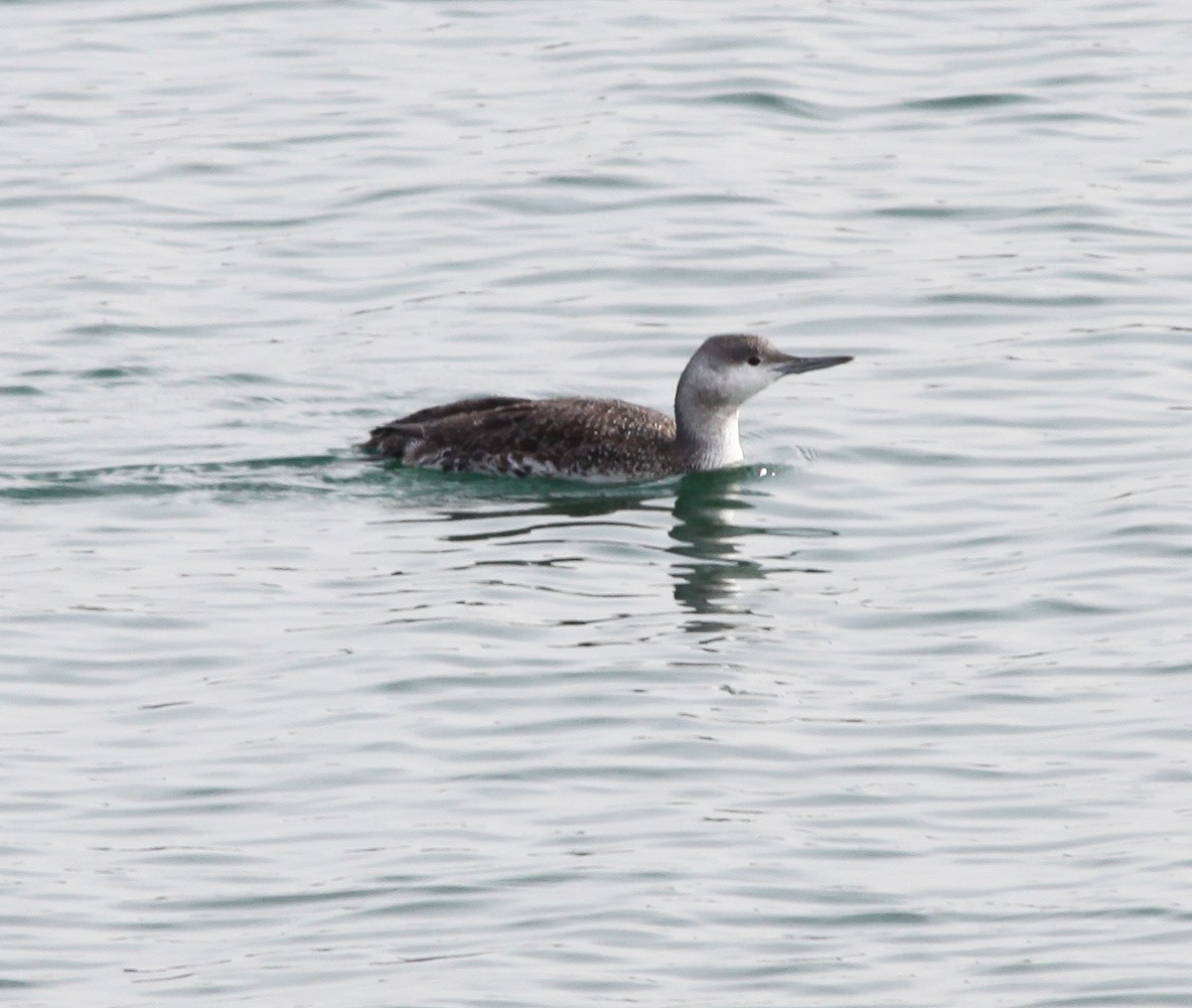 Red-throated Loon - ML398433941