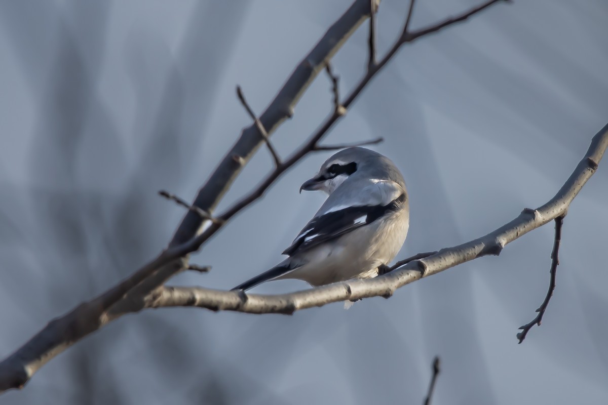 Northern Shrike - ML398433981