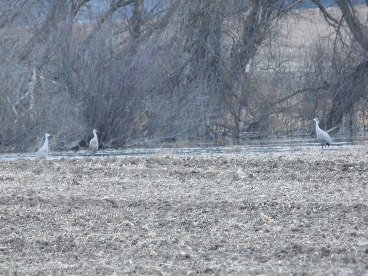 jeřáb kanadský - ML398434801