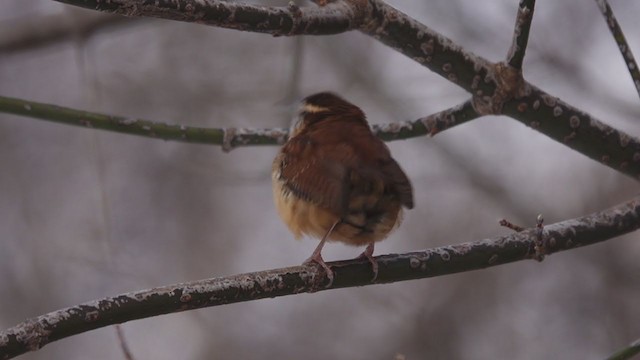 Carolina Wren - ML398434881