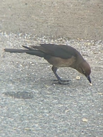 Boat-tailed Grackle - KZ F