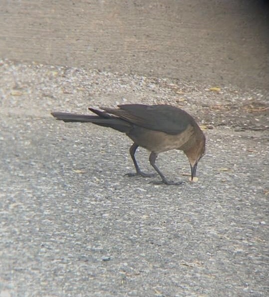 Boat-tailed Grackle - ML398434991