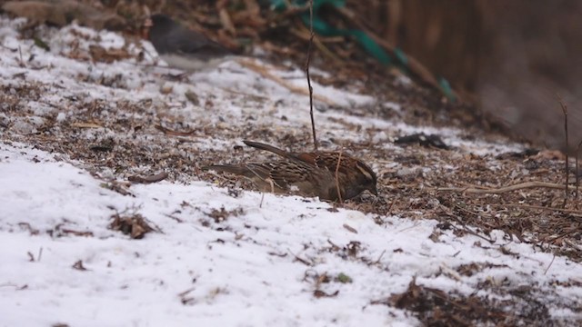 Golden-crowned Sparrow - ML398435041