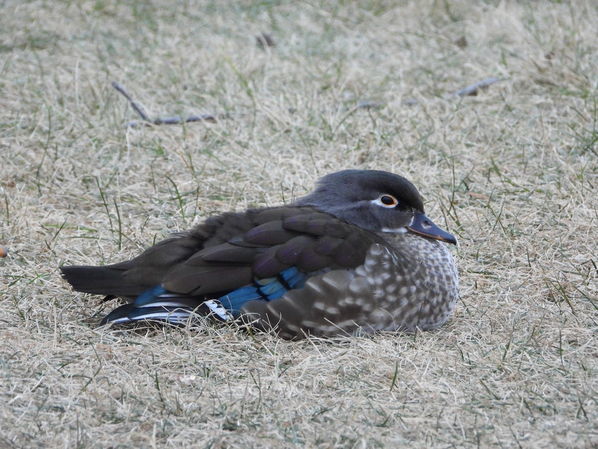 kachnička karolínská - ML398435991