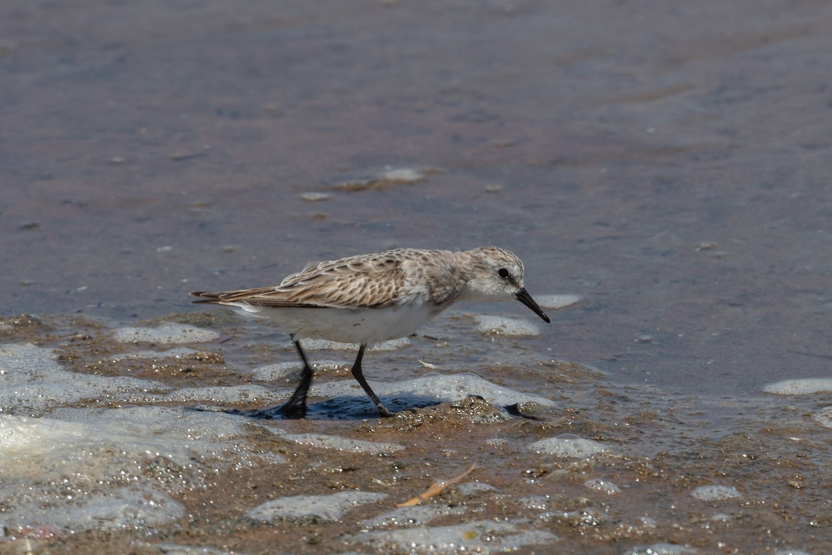 Little Stint - ML398436491