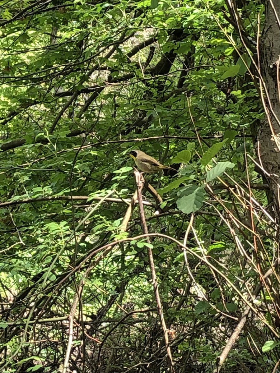 Common Yellowthroat - ML398439341